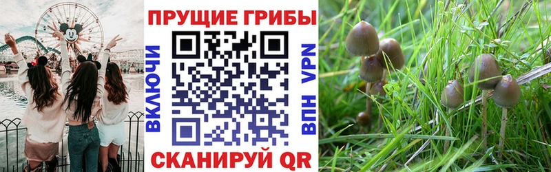 Галлюциногенные грибы GOLDEN TEACHER  где найти наркотики  Гуково 